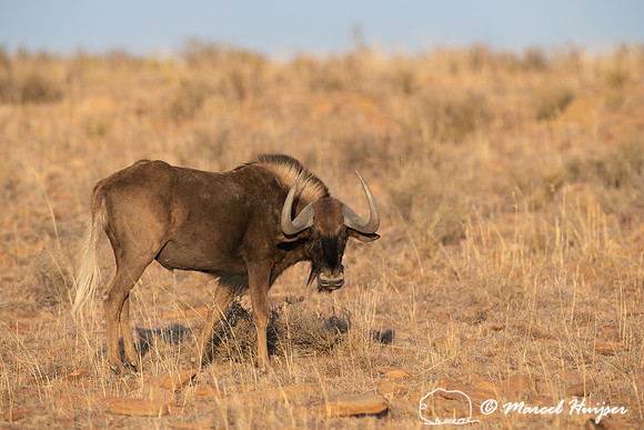 Black wildebeest (Connochaetes gnou), Mountain Zebra National Pa