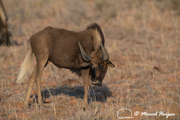 Black wildebeest (Connochaetes gnou), Mountain Zebra National Pa