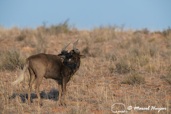 Black wildebeest (Connochaetes gnou), Mountain Zebra National Pa