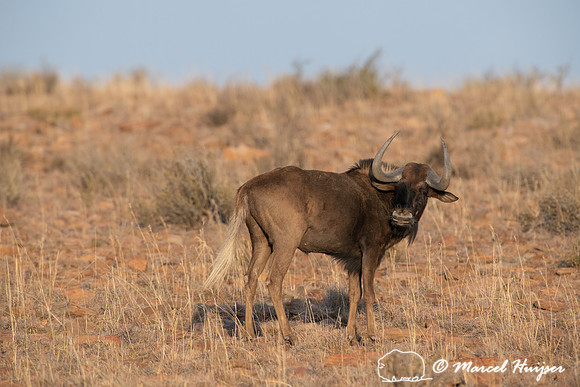 Black wildebeest (Connochaetes gnou), Mountain Zebra National Pa