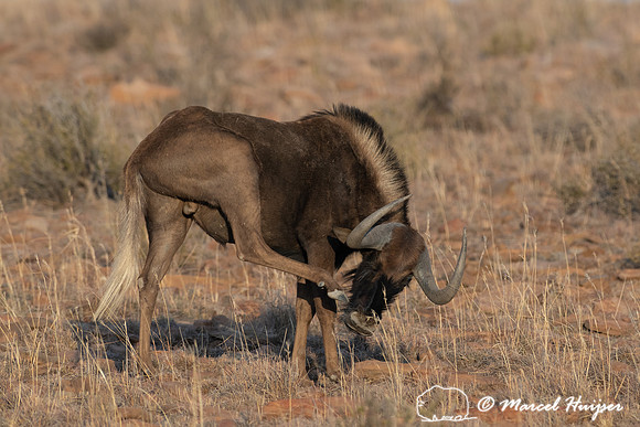 Black wildebeest (Connochaetes gnou), Mountain Zebra National Pa