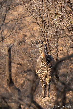 Cape mountain zebra (Equus zebra zebra), Mountain Zebra National