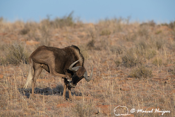Black wildebeest (Connochaetes gnou), Mountain Zebra National Pa