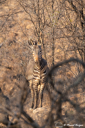 Cape mountain zebra (Equus zebra zebra), Mountain Zebra National