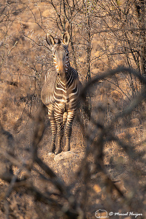 Cape mountain zebra (Equus zebra zebra), Mountain Zebra National