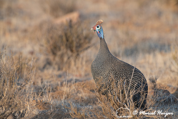 Helmeted guineafowl (Numida meleagris), Mountain Zebra National