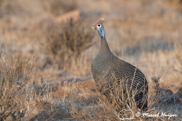 Helmeted guineafowl (Numida meleagris), Mountain Zebra National
