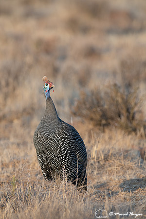Helmeted guineafowl (Numida meleagris), Mountain Zebra National