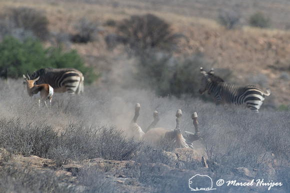 Cape mountain zebra (Equus zebra zebra), Mountain Zebra National