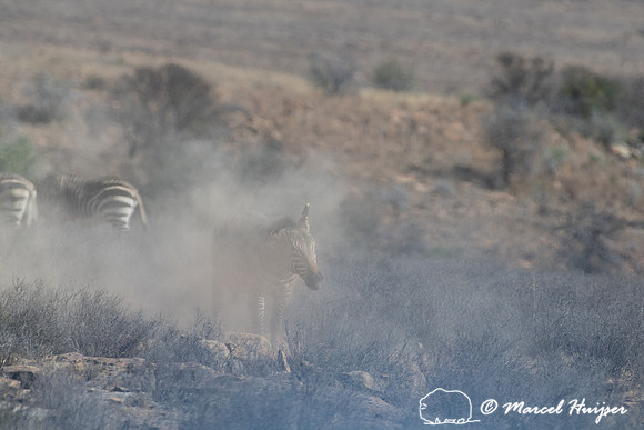 Cape mountain zebra (Equus zebra zebra), Mountain Zebra National