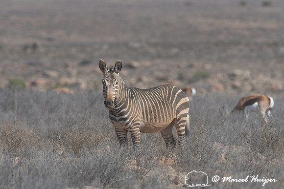 Cape mountain zebra (Equus zebra zebra), Mountain Zebra National