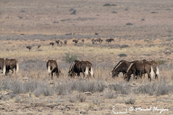 Black wildebeest (Connochaetes gnou), Mountain Zebra National Pa