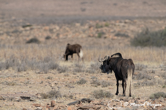 Black wildebeest (Connochaetes gnou), Mountain Zebra National Pa