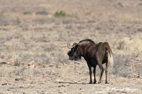 Black wildebeest (Connochaetes gnou), Mountain Zebra National Pa