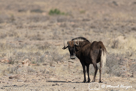 Black wildebeest (Connochaetes gnou), Mountain Zebra National Pa