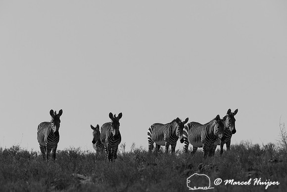 Cape mountain zebra (Equus zebra zebra), Mountain Zebra National
