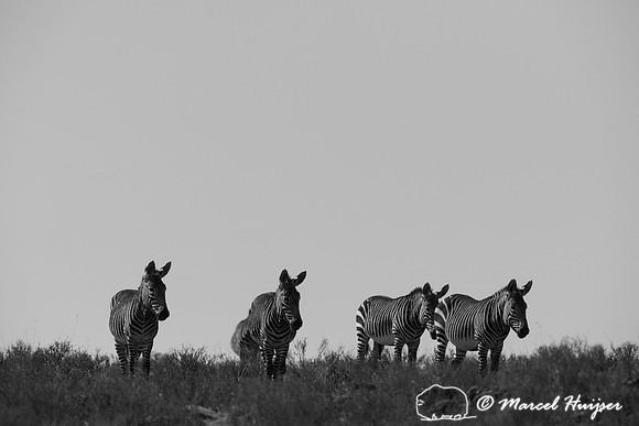 Cape mountain zebra (Equus zebra zebra), Mountain Zebra National
