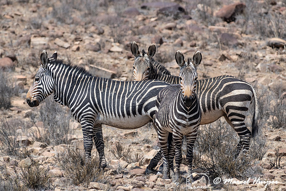Cape mountain zebra (Equus zebra zebra), Mountain Zebra National