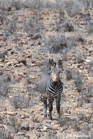 Cape mountain zebra (Equus zebra zebra), Mountain Zebra National