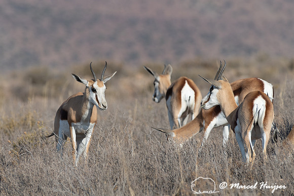 Springbok (Antidorcas marsupialis), Mountain Zebra National Park