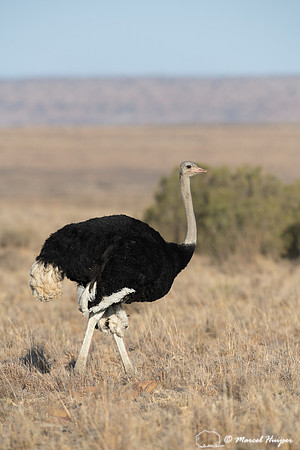 South African ostrich (Struthio camelus australis), Mountain Zeb