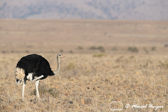 South African ostrich (Struthio camelus australis), Mountain Zeb