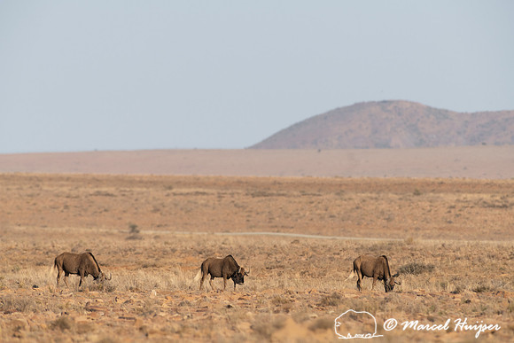 Black wildebeest (Connochaetes gnou), Mountain Zebra National Pa