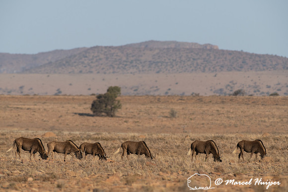 Black wildebeest (Connochaetes gnou), Mountain Zebra National Pa