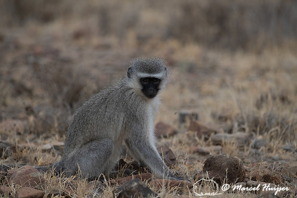 Vervet monkey (Chlorocebus pygerythrus), or simply vervet, Mount