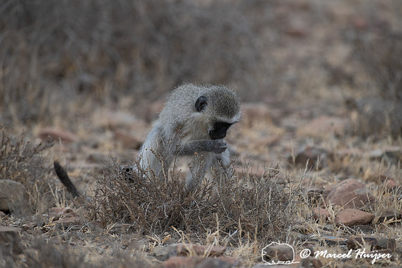 Vervet monkey (Chlorocebus pygerythrus), or simply vervet, Mount