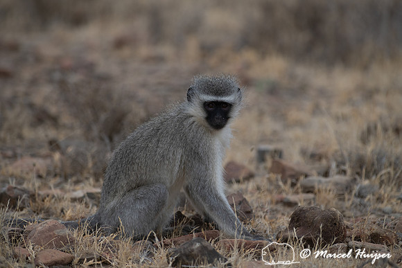 Vervet monkey (Chlorocebus pygerythrus), or simply vervet, Mount