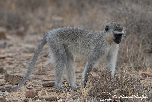 Vervet monkey (Chlorocebus pygerythrus), or simply vervet, Mount