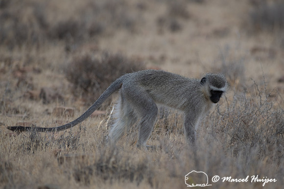 Vervet monkey (Chlorocebus pygerythrus), or simply vervet, Mount
