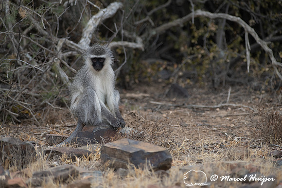 Vervet monkey (Chlorocebus pygerythrus), or simply vervet, Mount