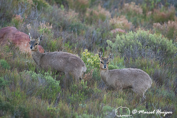 Klipspringer (Oreotragus oreotragus), Cape Point, Western Cape,