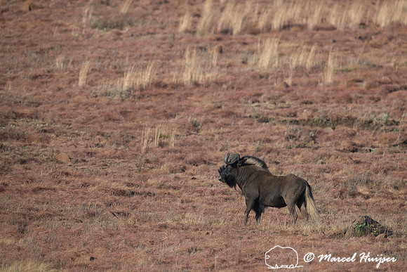 Black wildebeest  (Connochaetes gnou), Golden Gate Highlands Nat