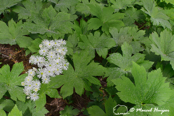 False bugbane (Trautvetteria caroliniensis) in western red cedar forest (Thuja plicata), DeVoto Memorial Cedar Grove, Idaho, USA