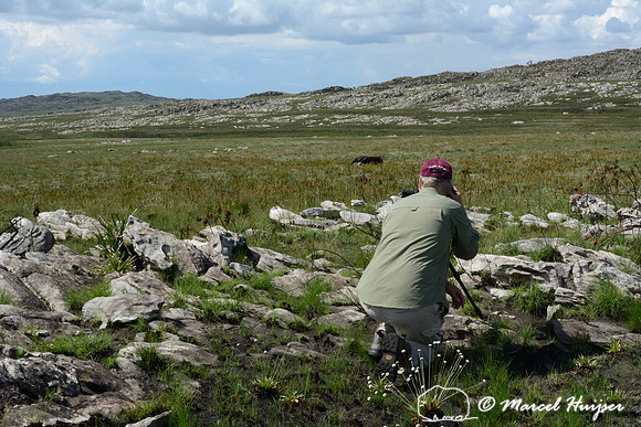 Marcel Huijser photographs a giant anteater (Myrmecophaga tridactyla), Parque Nacional da Serra da Canastra, Minas Gerais, Brazil