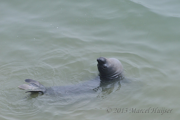 Northern elephant seal (Mirounga angustirostris) pup, Point Reyes National Seashore, California, USA