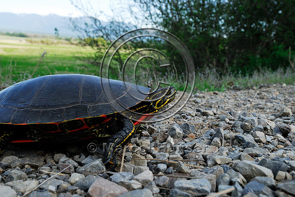 Western painted turtle ( Chrysemys picta bellii) on a gravel road, northern Idaho, USA