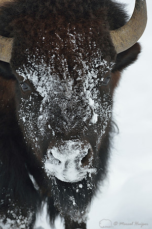 Bison (Bison bison) moving head side to side to move snow to access vegetation under the snow, Wyoming, USA