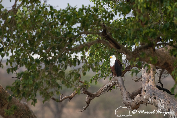 African fish eagle (Haliaeetus vocifer), Kruger National Park, S