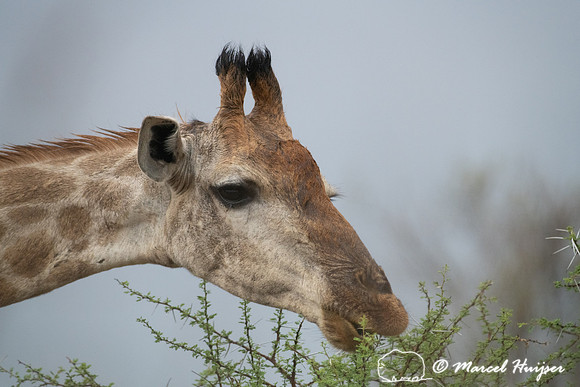 South African giraffe (Giraffa camelopardalis giraffa), Kruger N