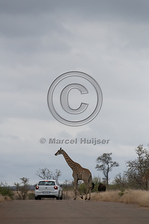 South African giraffe (Giraffa camelopardalis giraffa), Kruger N