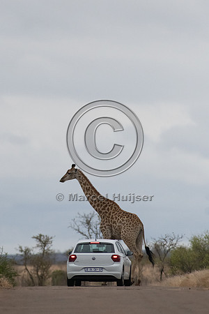 South African giraffe (Giraffa camelopardalis giraffa), Kruger N