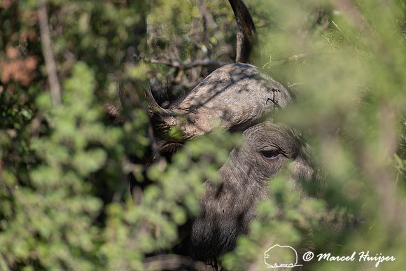 Cape buffalo (Syncerus caffer), Addo Elephant National Park, Eas