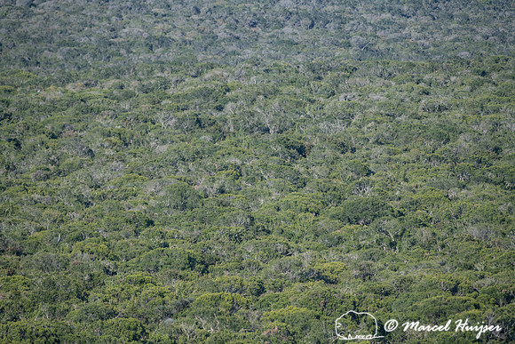 Vegetation, Addo Elephant National Park, Eastern Cape, South Afr