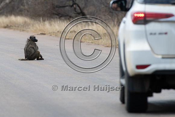 Chacma baboon (Papio ursinus) sits on road, Kruger National Park