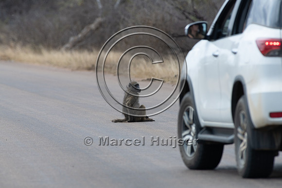 Chacma baboon (Papio ursinus) sits on road, Kruger National Park