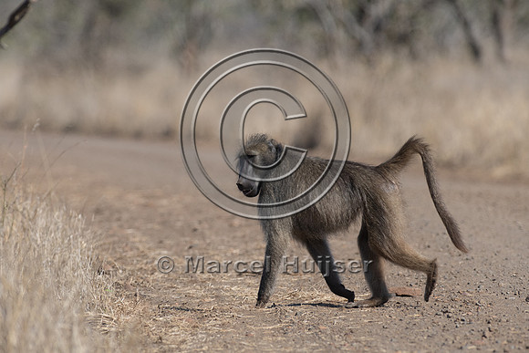 Chacma baboon (Papio ursinus), Kruger National Park, South Afric